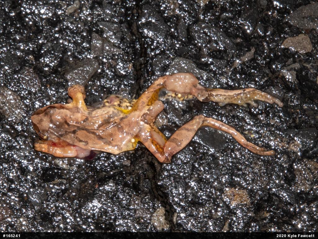 Spring Peeper