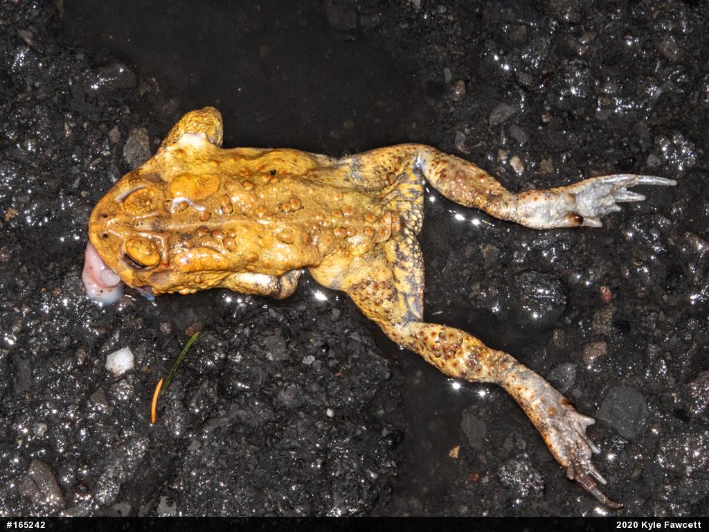 Eastern American Toad