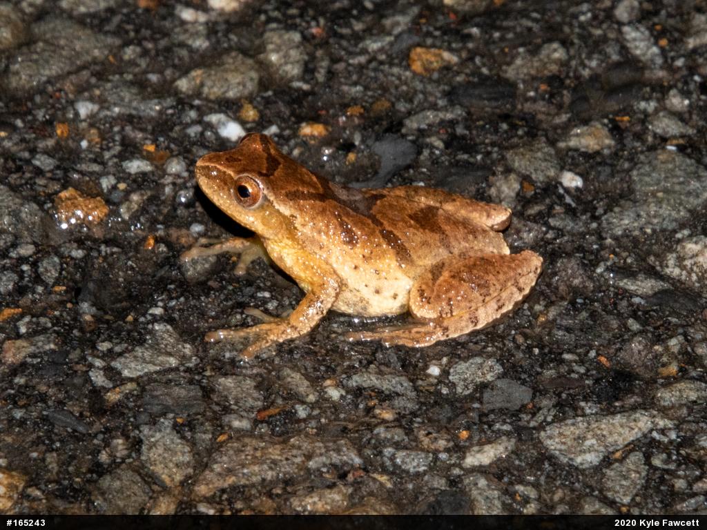 Spring Peeper