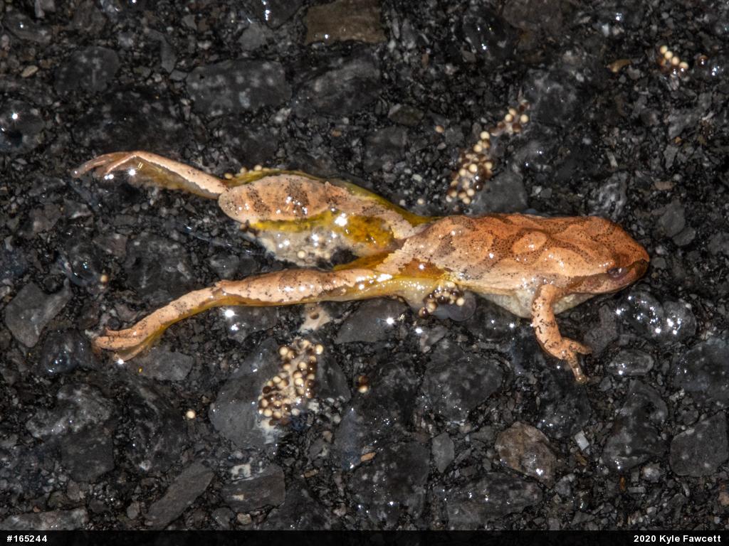 Spring Peeper