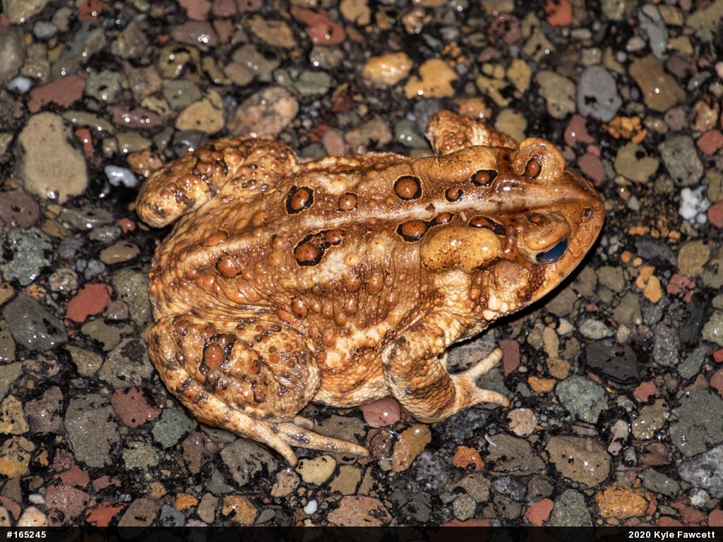Eastern American Toad