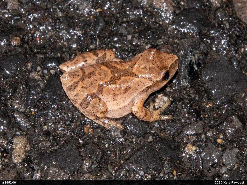 Spring Peeper