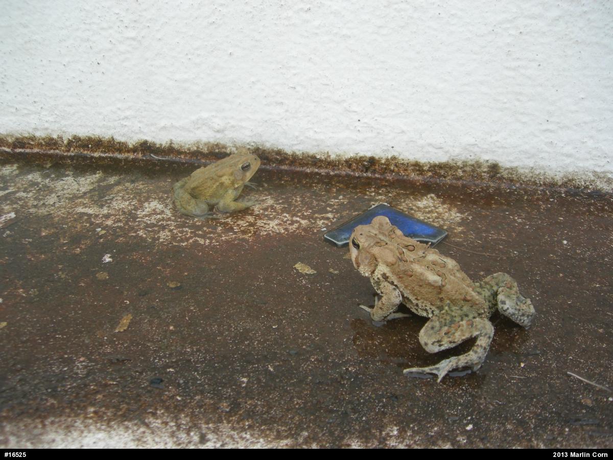 Eastern American Toad