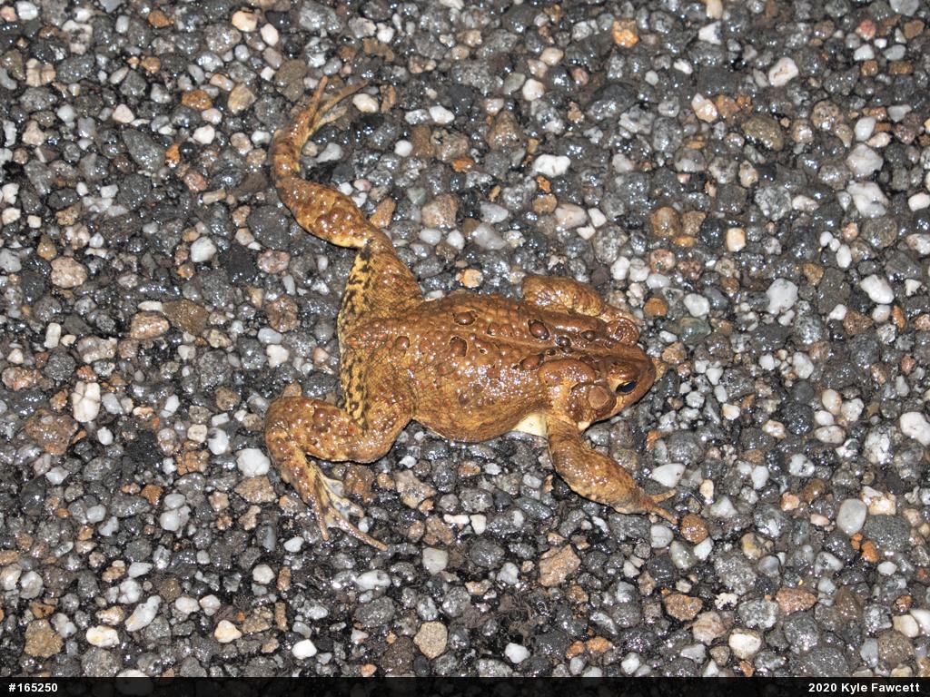 Eastern American Toad