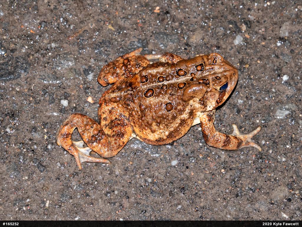 Eastern American Toad