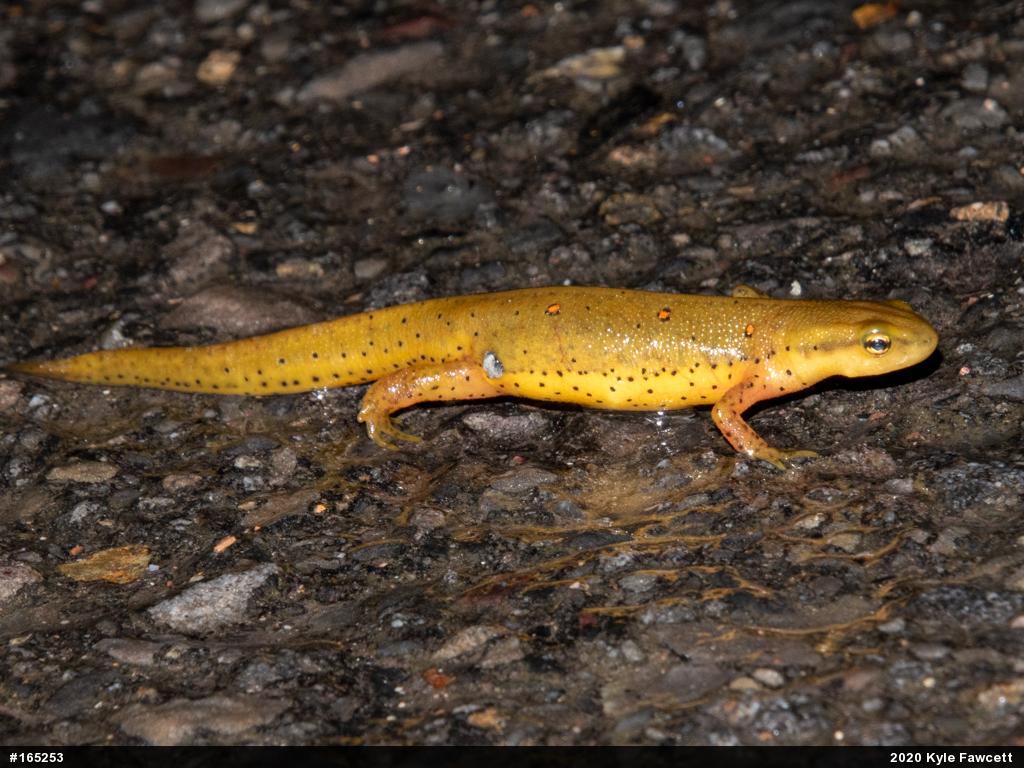 Red-spotted Newt