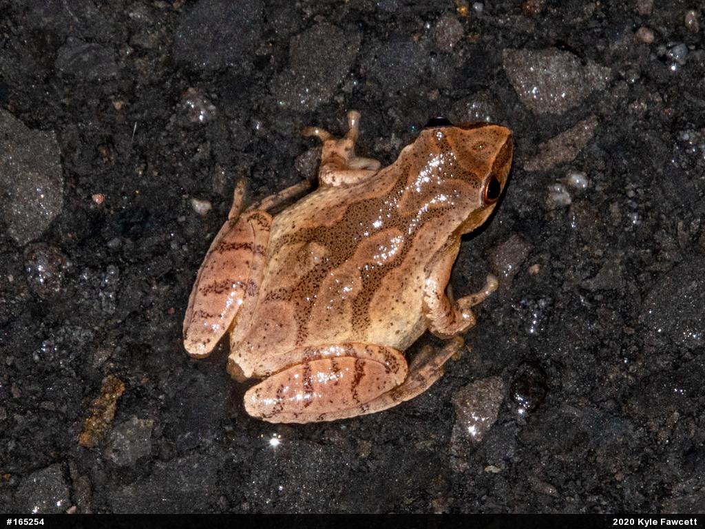 Spring Peeper