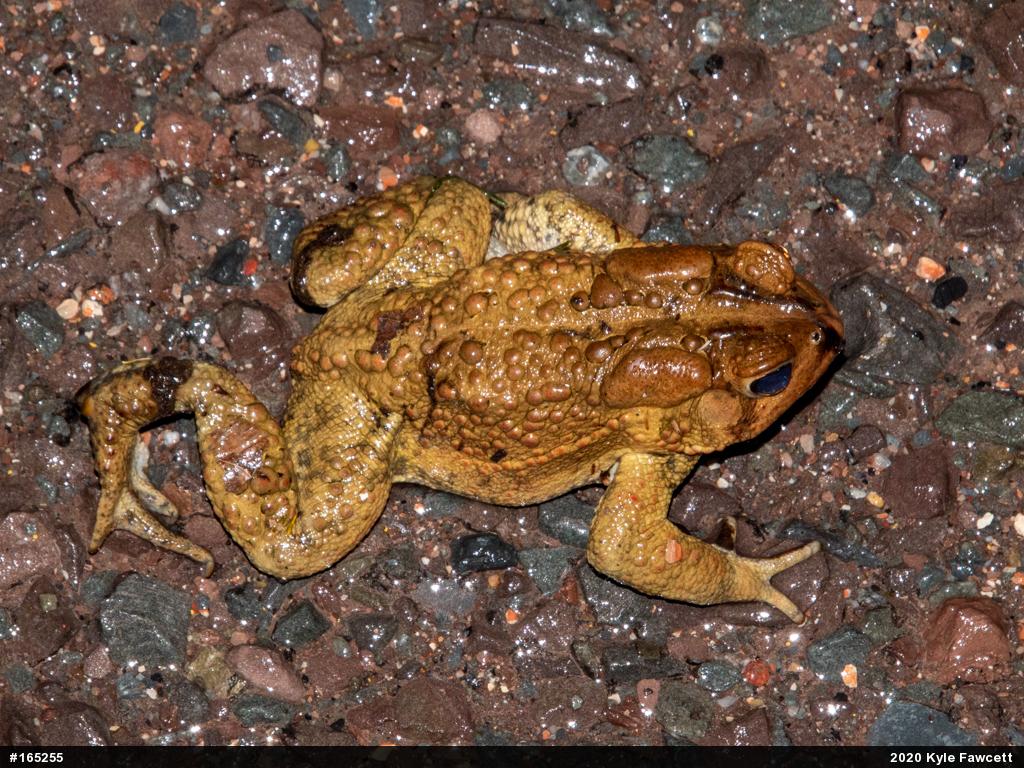 Eastern American Toad