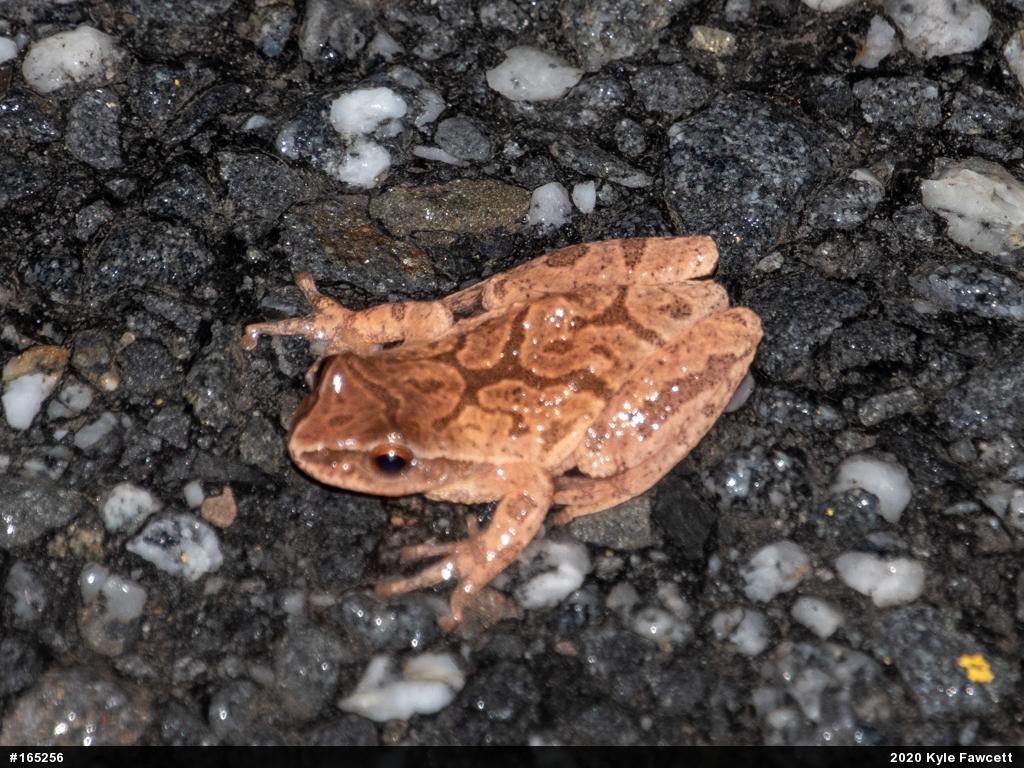 Spring Peeper