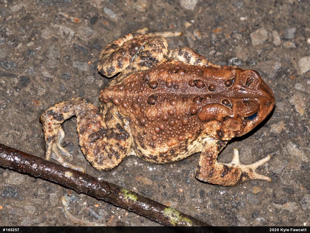 Eastern American Toad