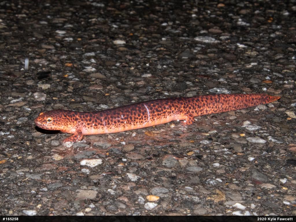 Northern Red Salamander
