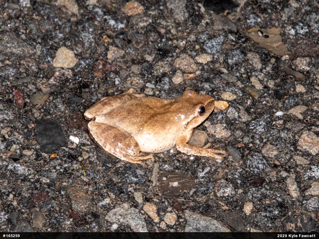 Spring Peeper