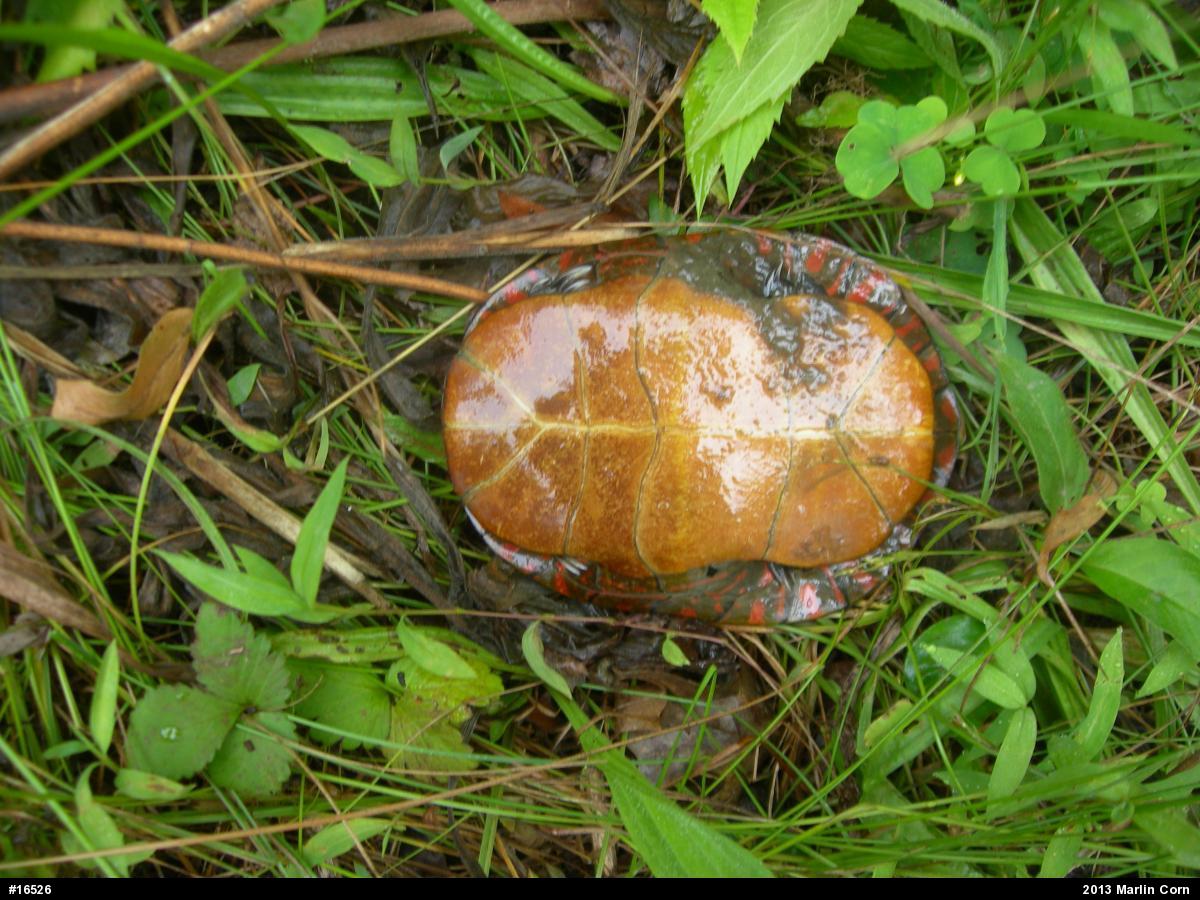 Painted Turtle
