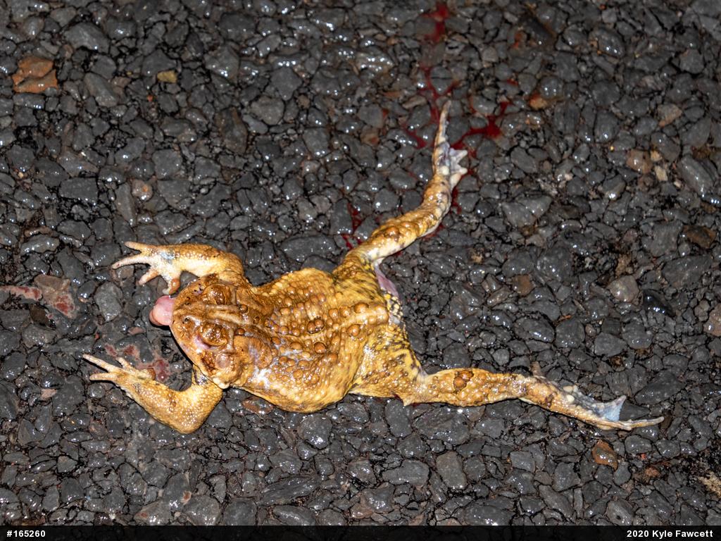 Eastern American Toad