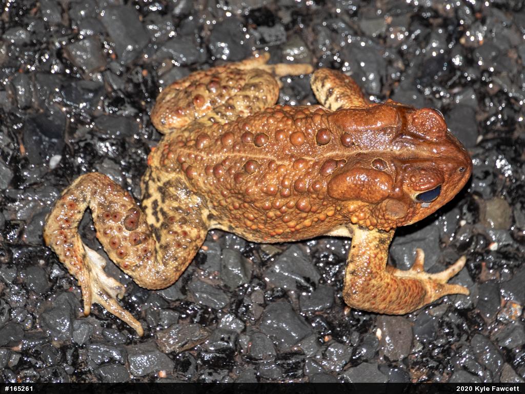 Eastern American Toad