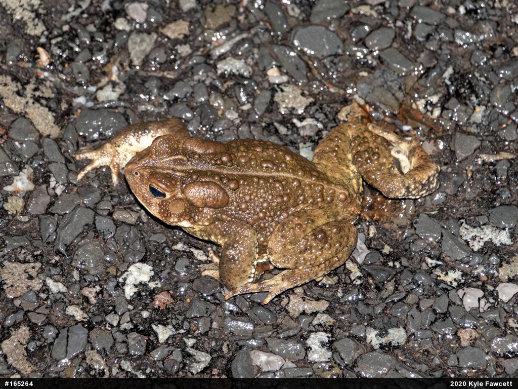 Eastern American Toad