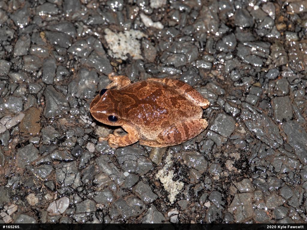 Spring Peeper