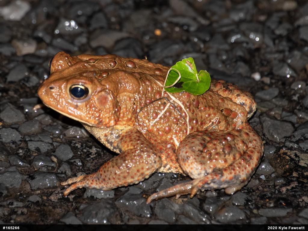 Eastern American Toad