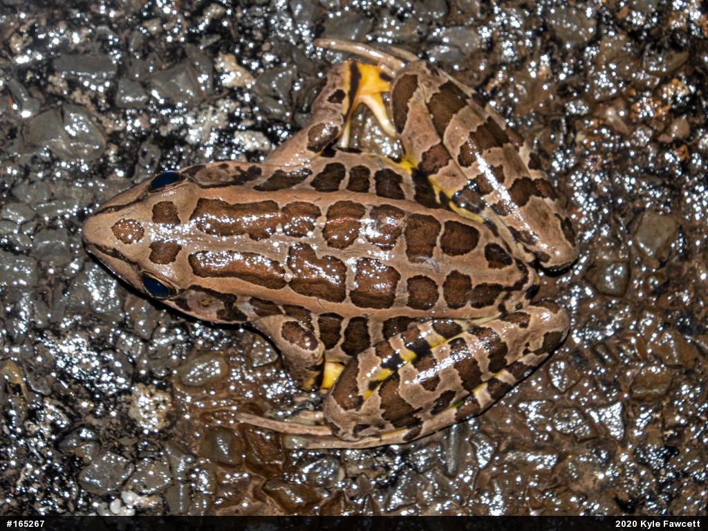 Pickerel Frog