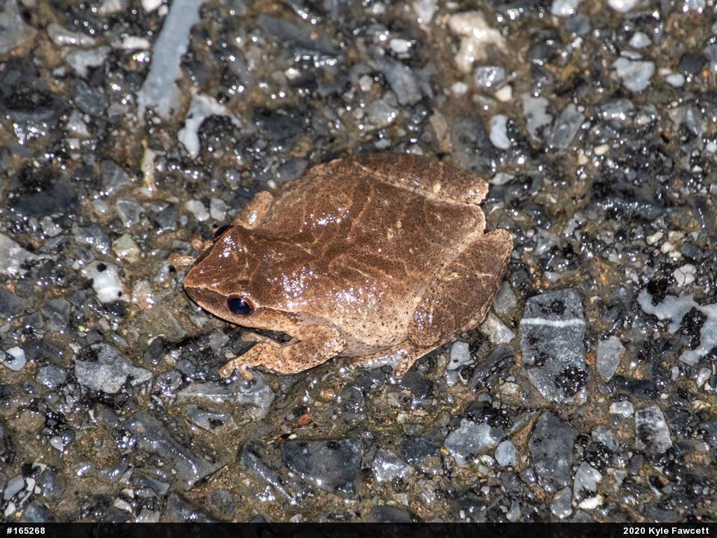 Spring Peeper