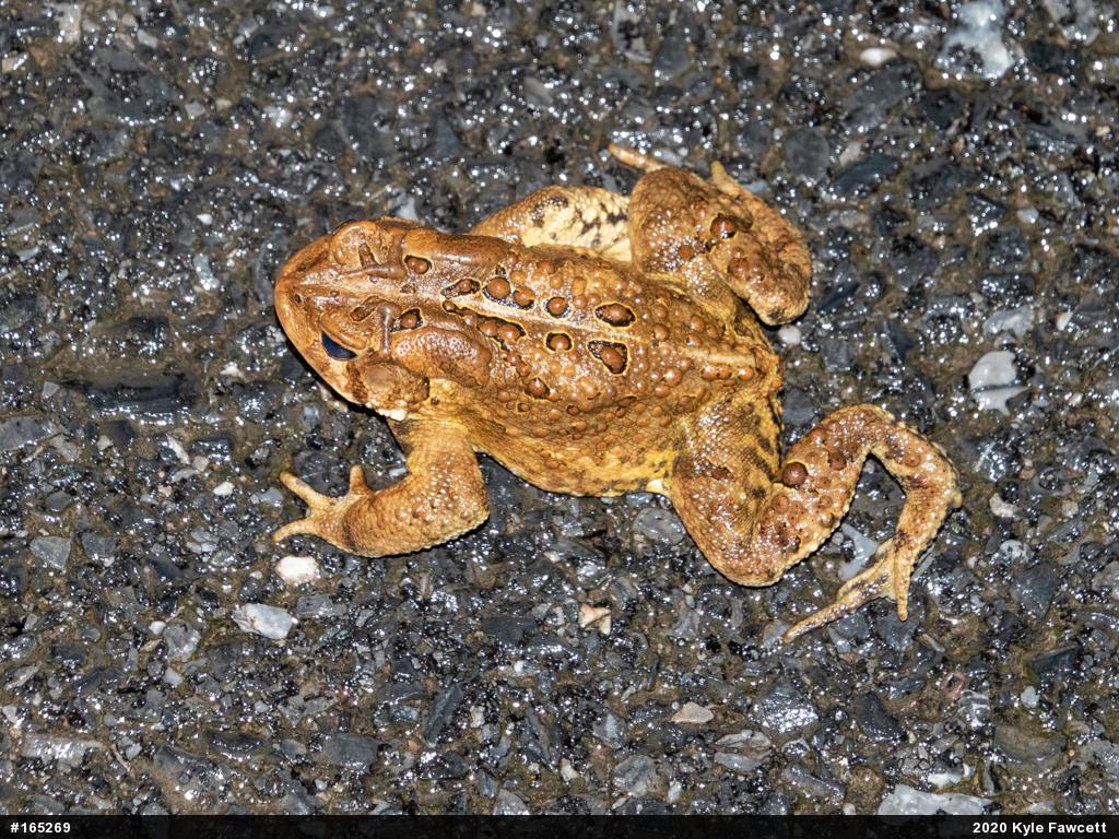 Eastern American Toad