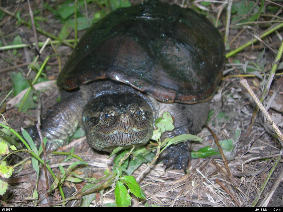 Snapping Turtle