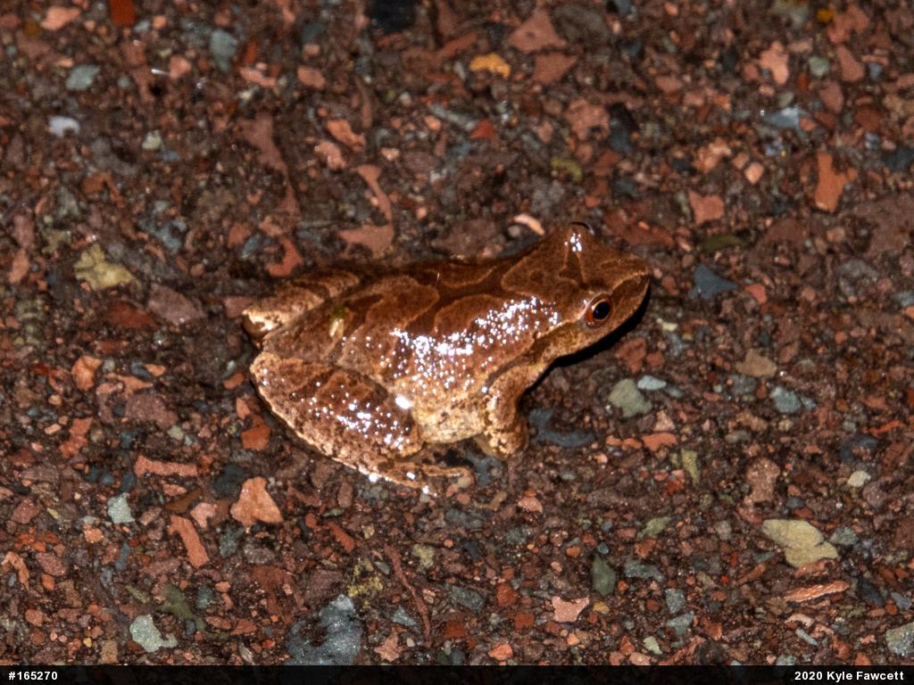 Spring Peeper