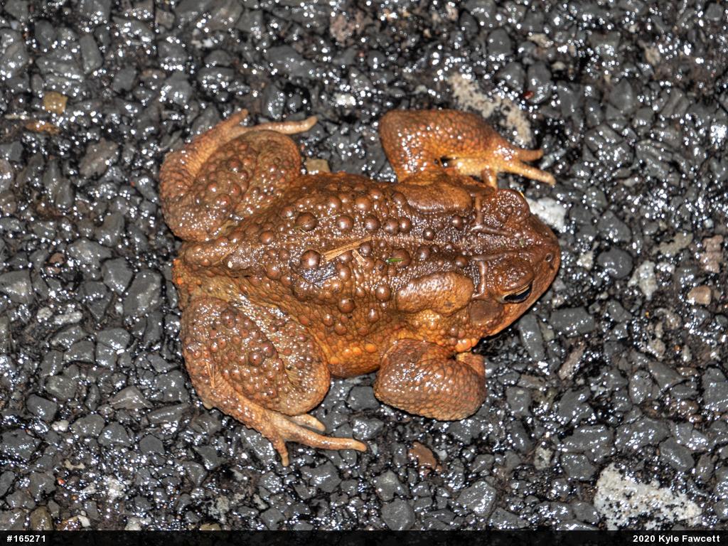 Eastern American Toad