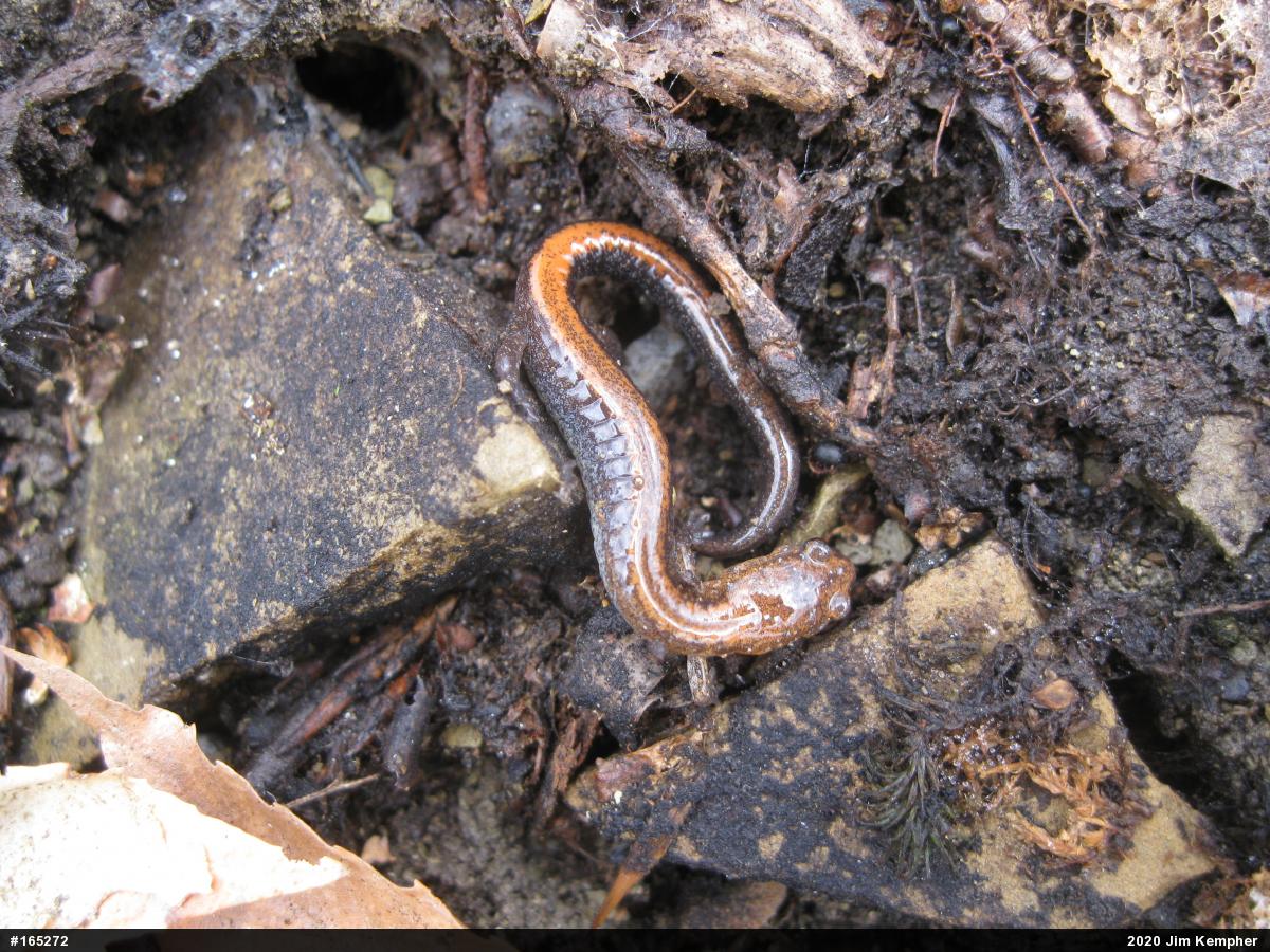 Eastern Red-backed  Salamander