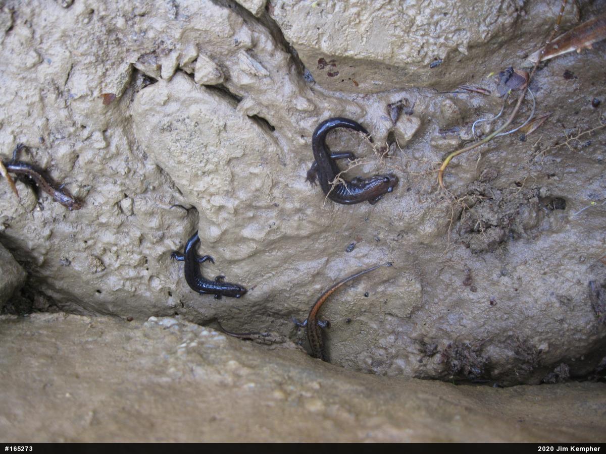 Allegheny Mountain Dusky Salamander