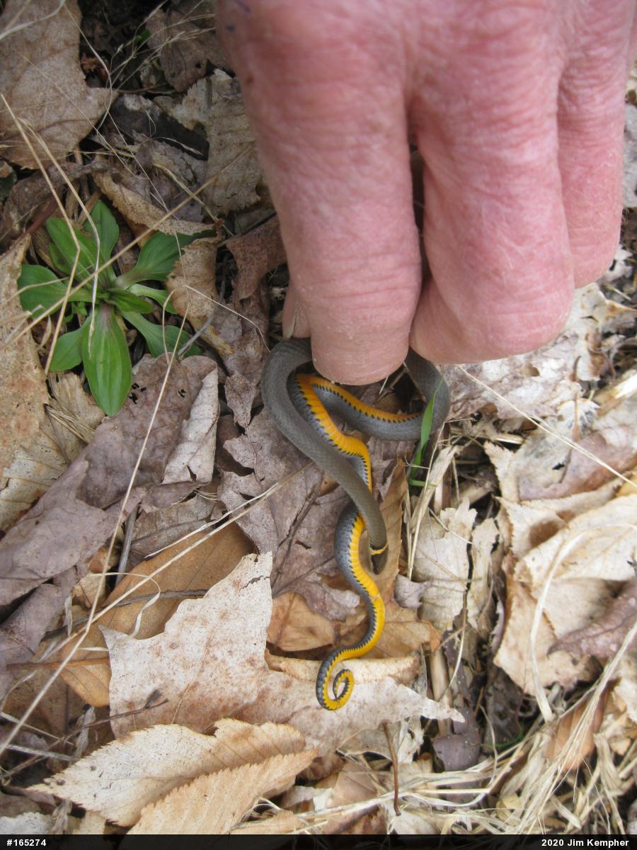 Northern Ring-necked Snake