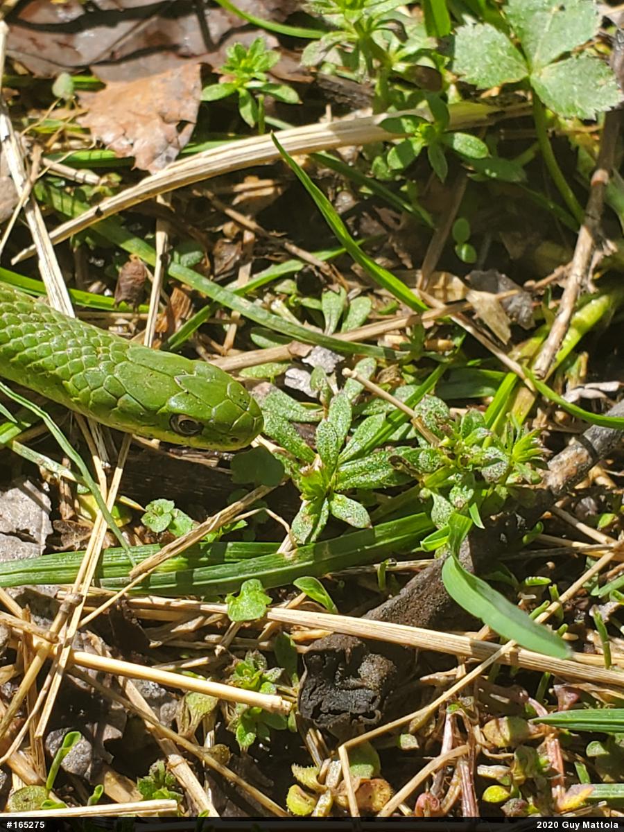 Smooth Greensnake