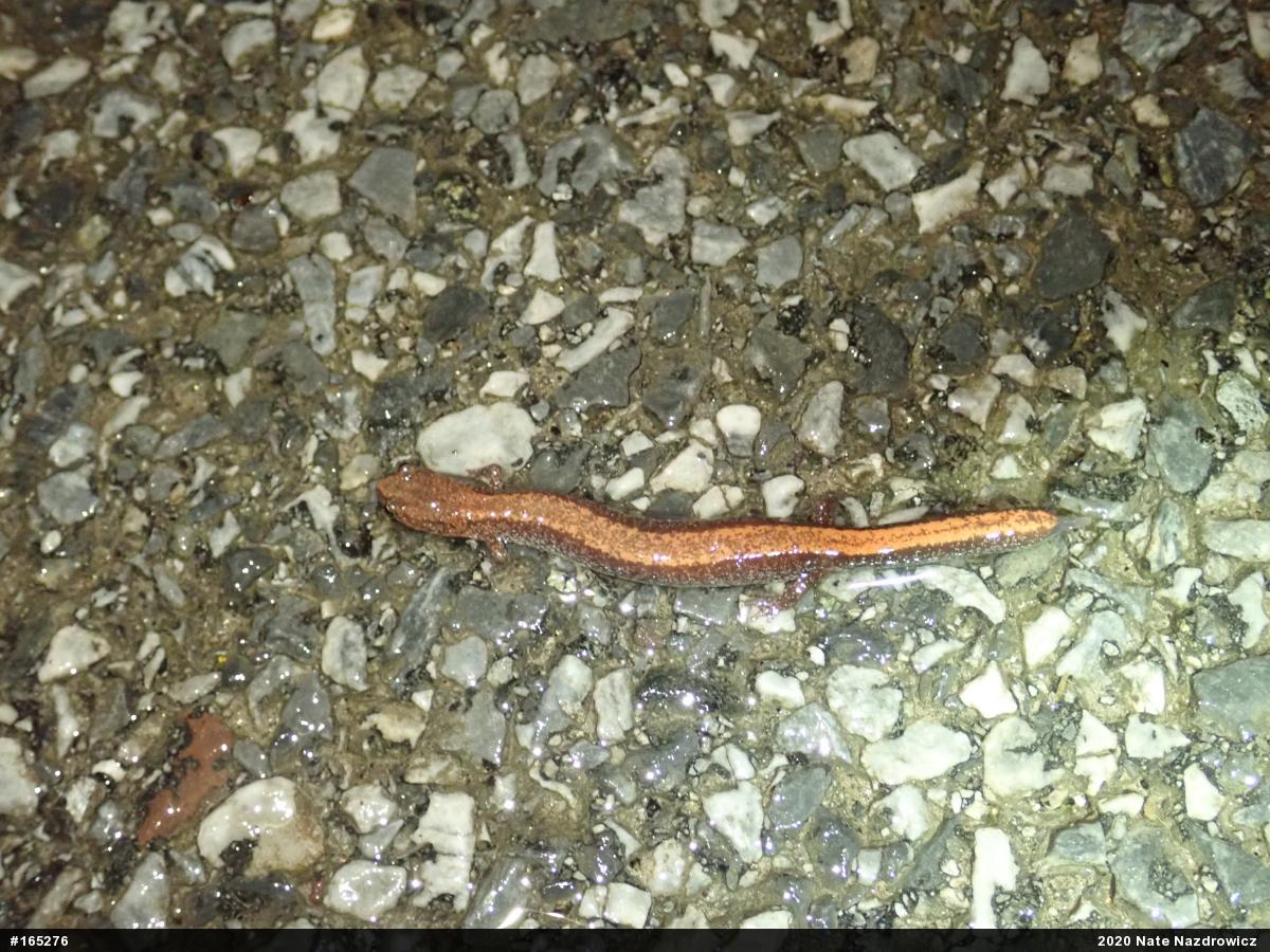 Eastern Red-backed  Salamander