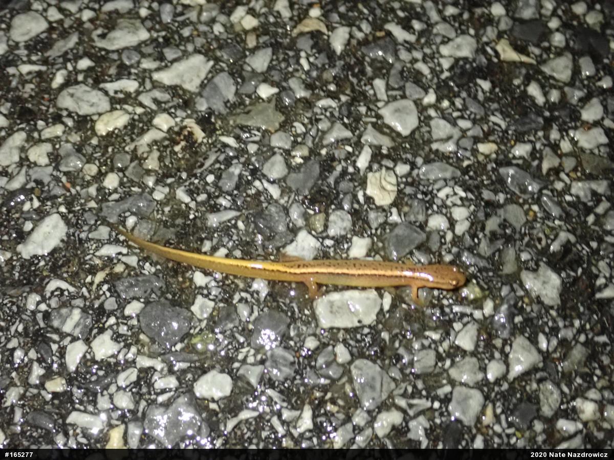 Northern Two-lined Salamander