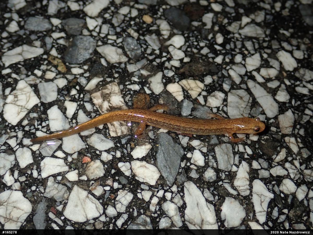 Northern Two-lined Salamander