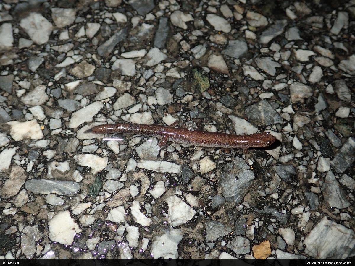 Eastern Red-backed  Salamander