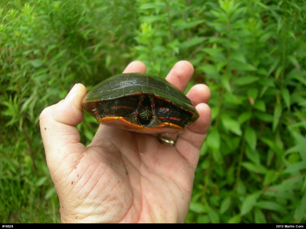 Painted Turtle