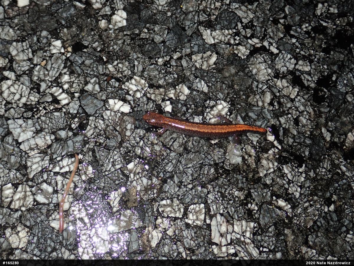 Eastern Red-backed  Salamander