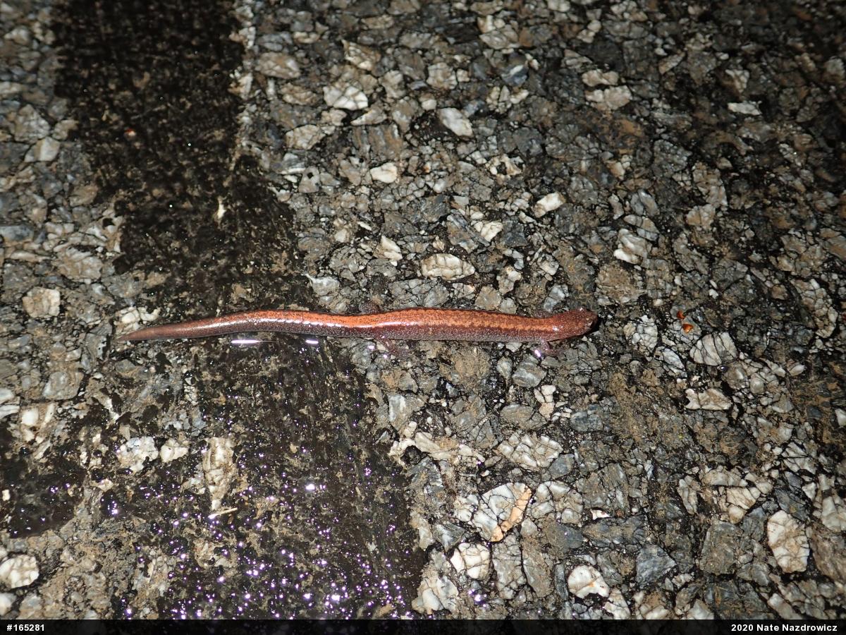 Eastern Red-backed  Salamander