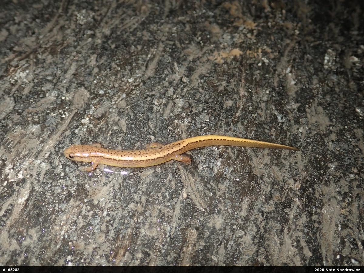 Northern Two-lined Salamander