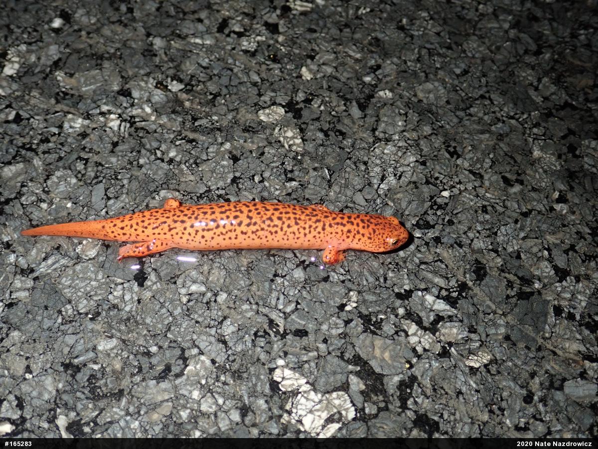 Northern Red Salamander