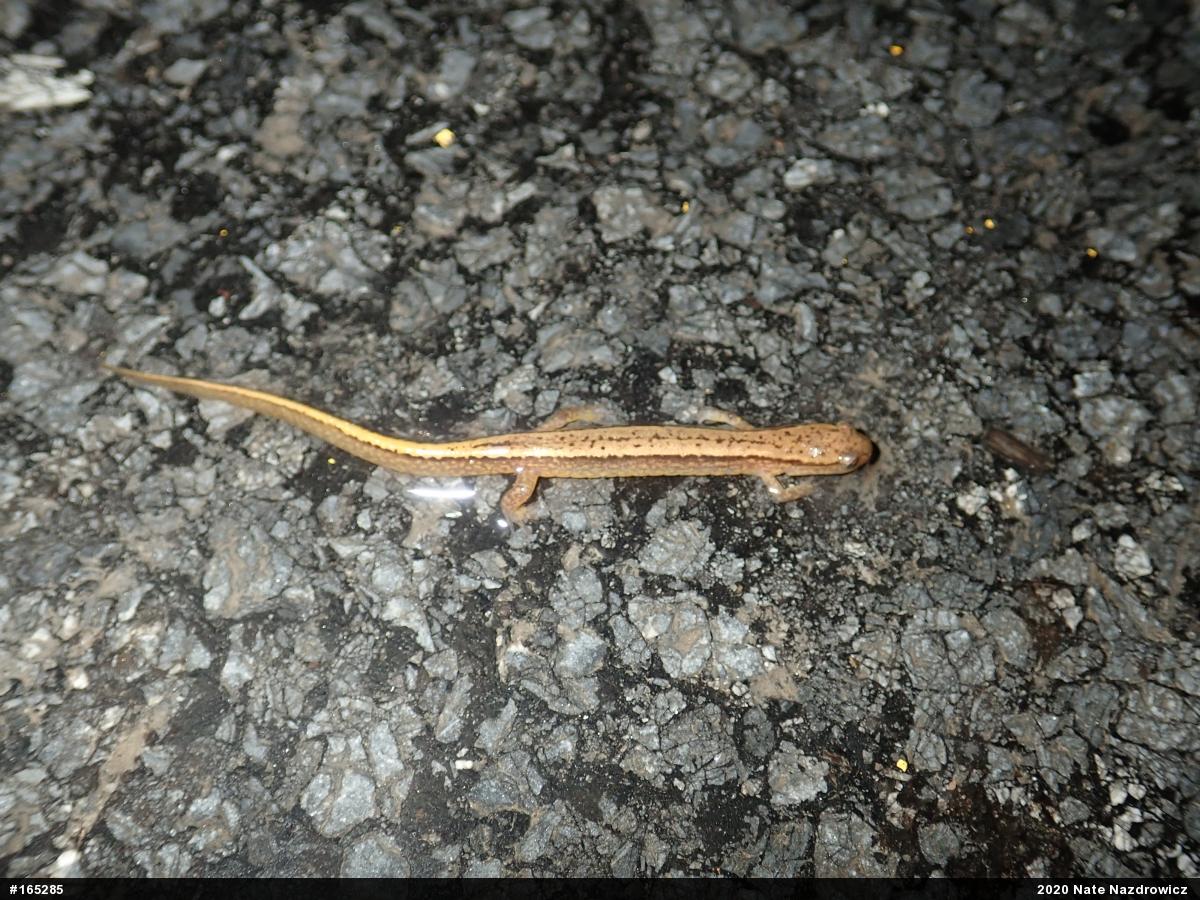 Northern Two-lined Salamander