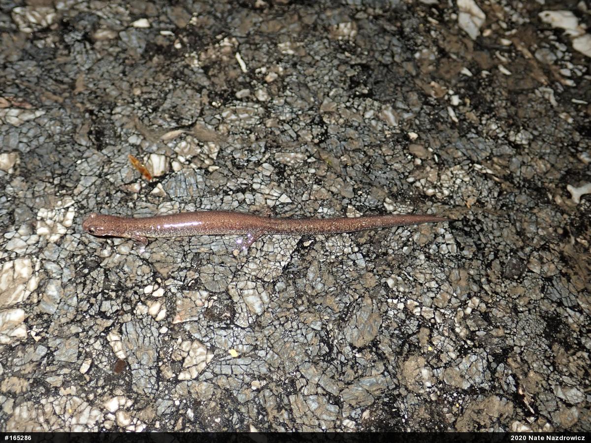 Eastern Red-backed  Salamander