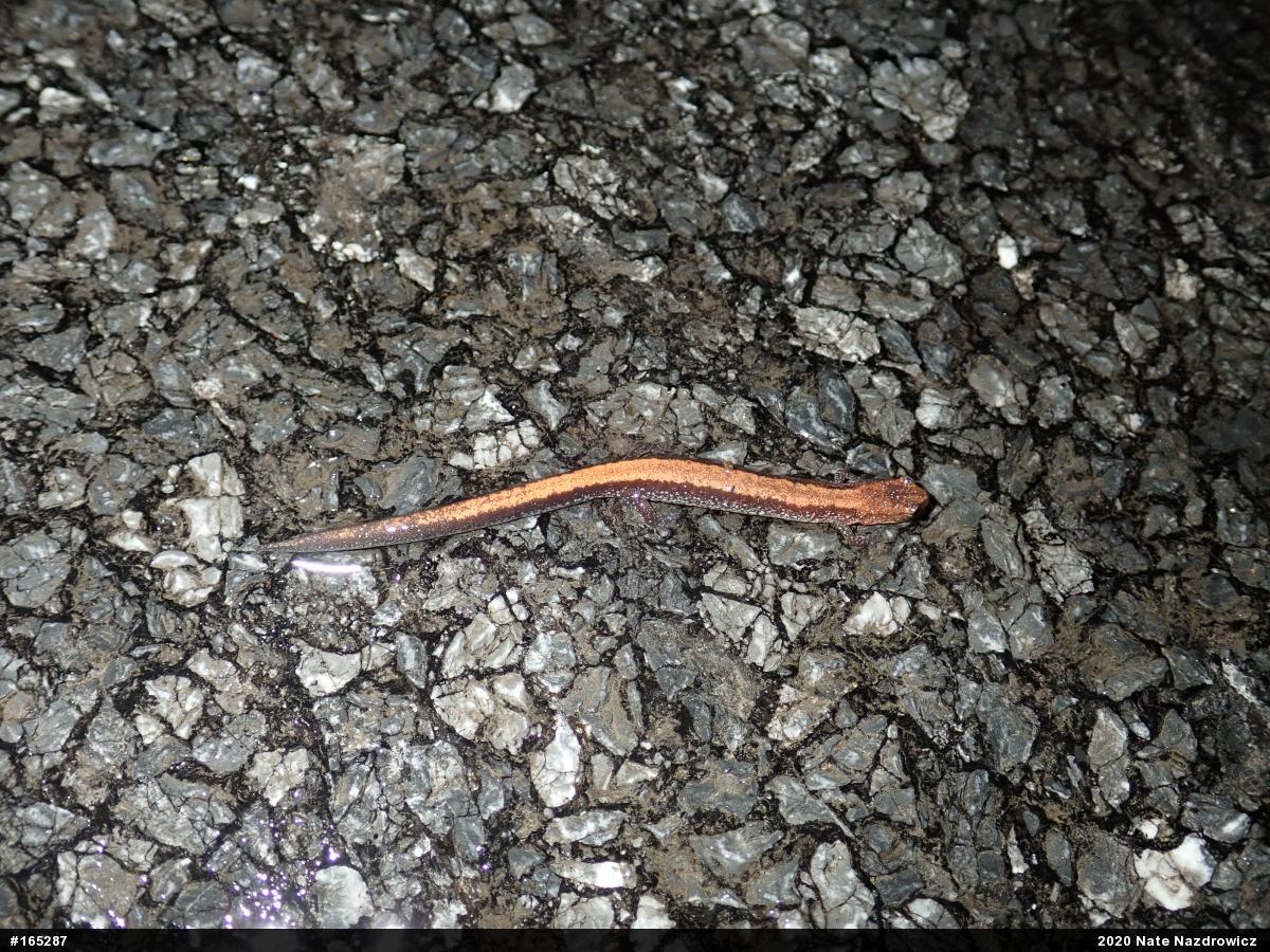 Eastern Red-backed  Salamander