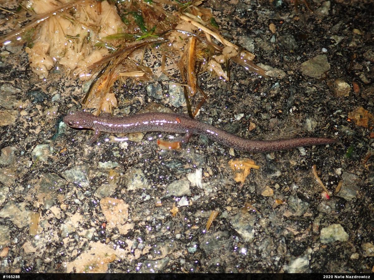 Eastern Red-backed  Salamander
