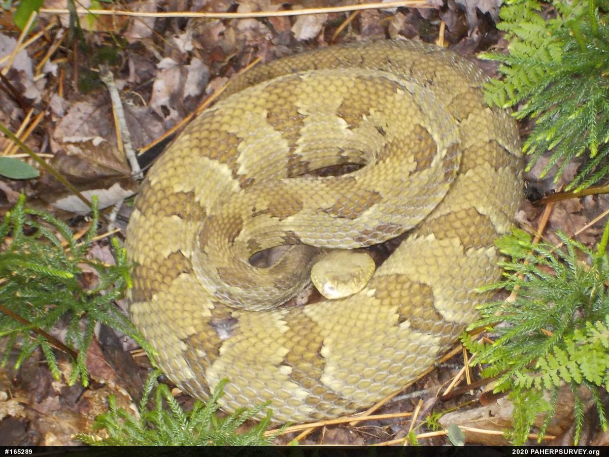 Timber Rattlesnake