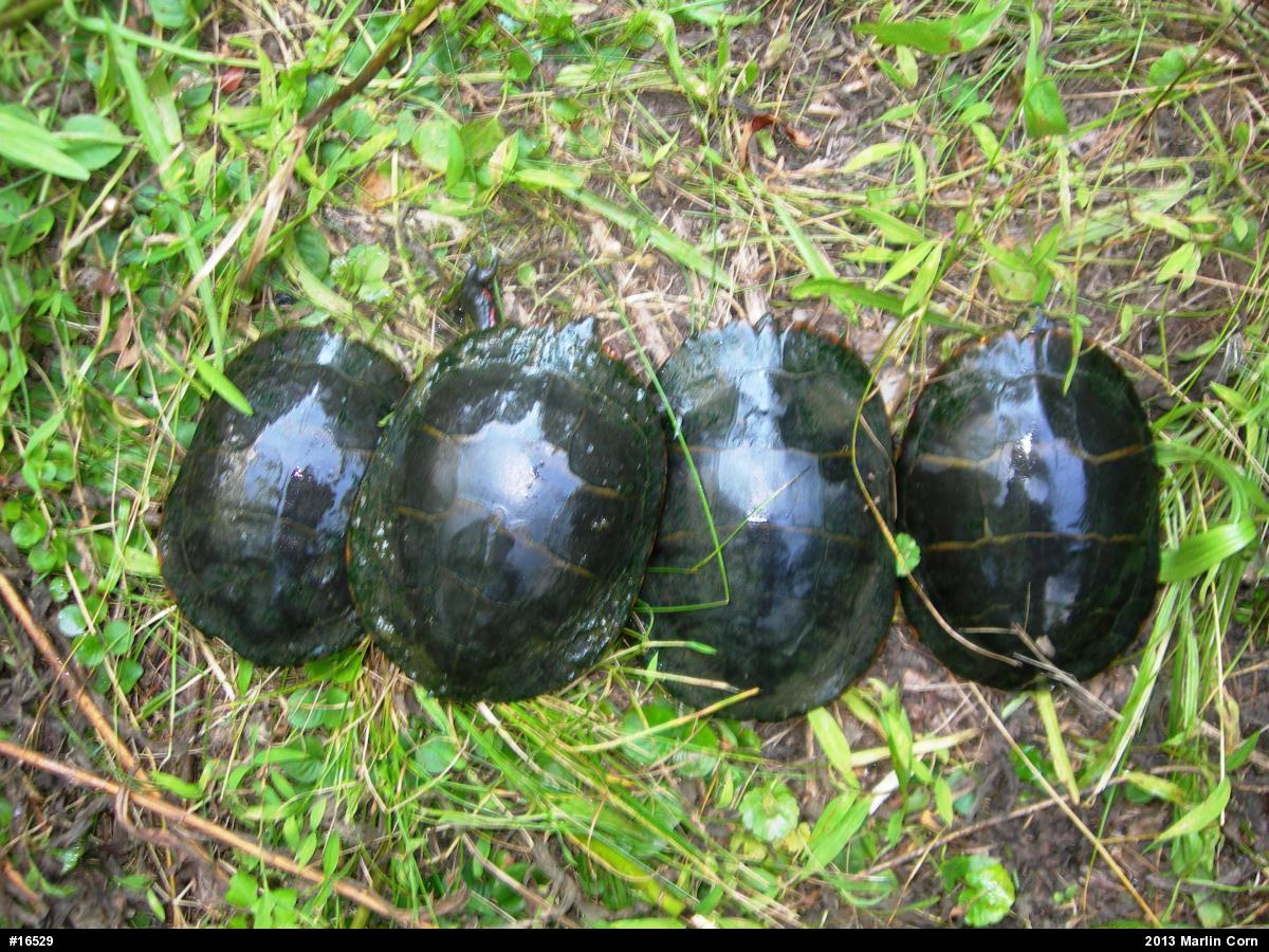 Painted Turtle