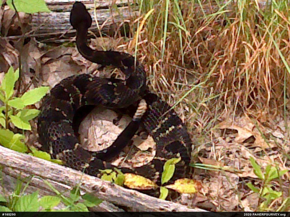 Timber Rattlesnake