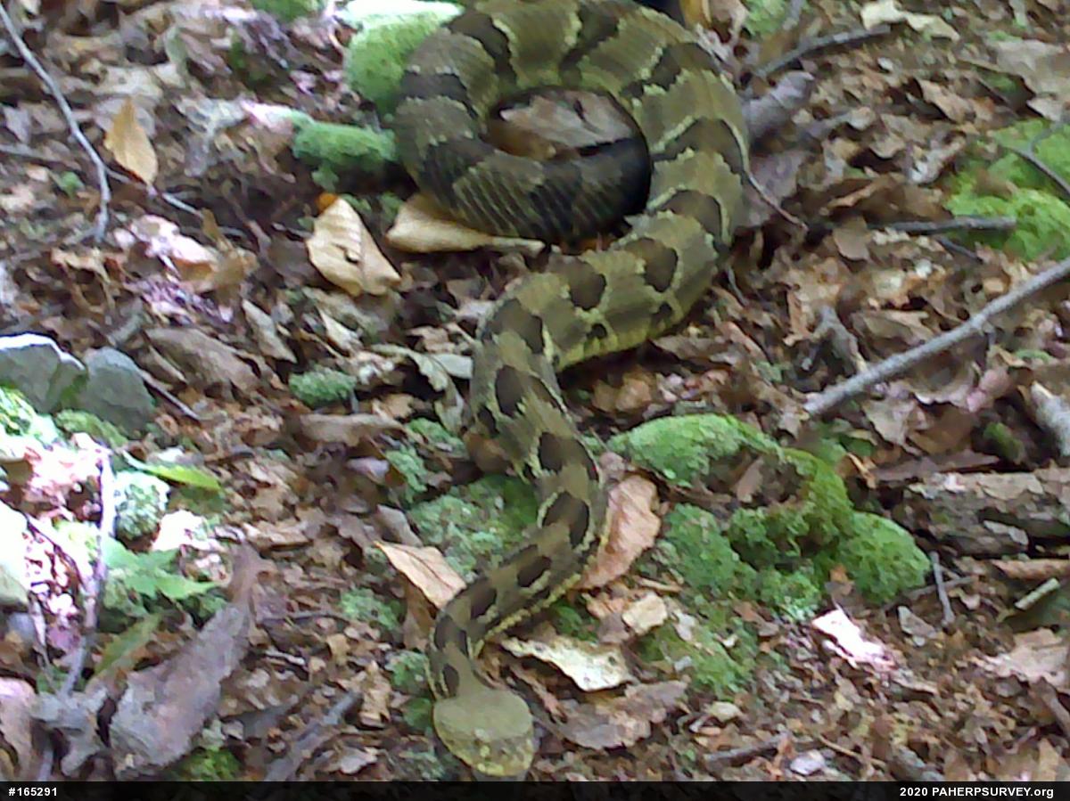 Timber Rattlesnake