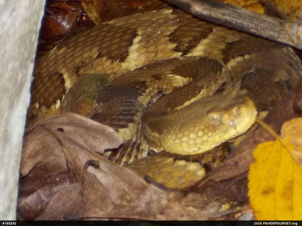 Timber Rattlesnake